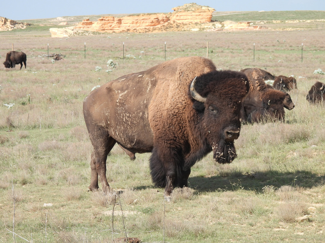 Duff Buffalo Ranch-Scott City必去景点
