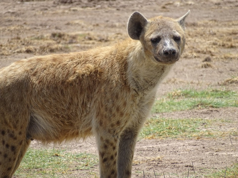 Ekea Safaris-迪亚尼必去景点