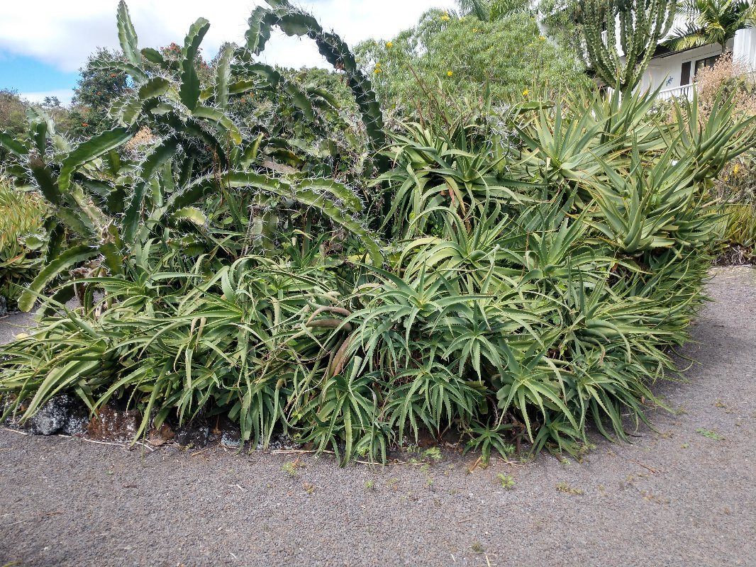 Moir Gardens-坡伊普必去景点