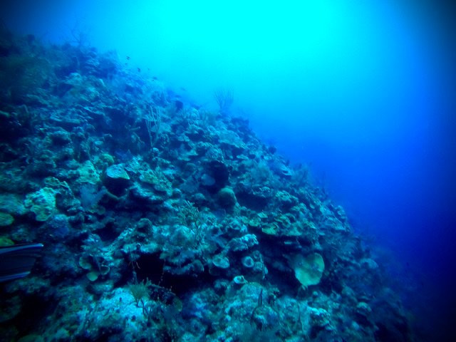Blue Water Divers景点图片