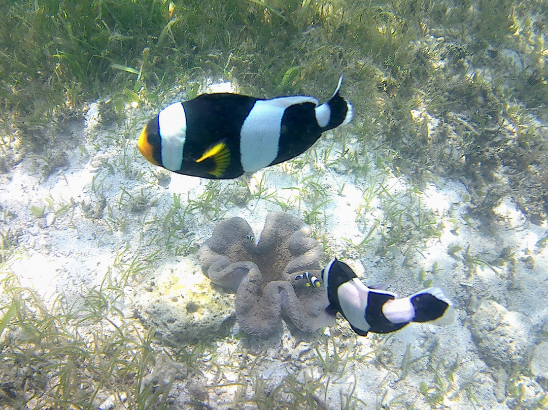 Mimpi Manis Snorkel Trips-Kuta必去景点