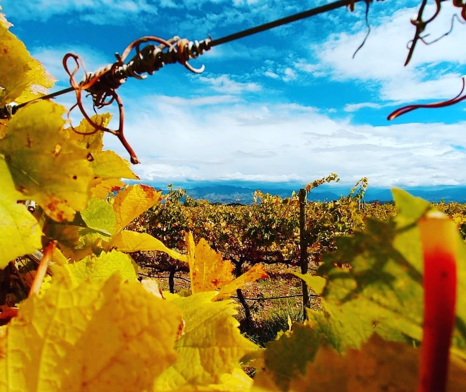 Bodega Piedra Negra-Vista Flores必去景点