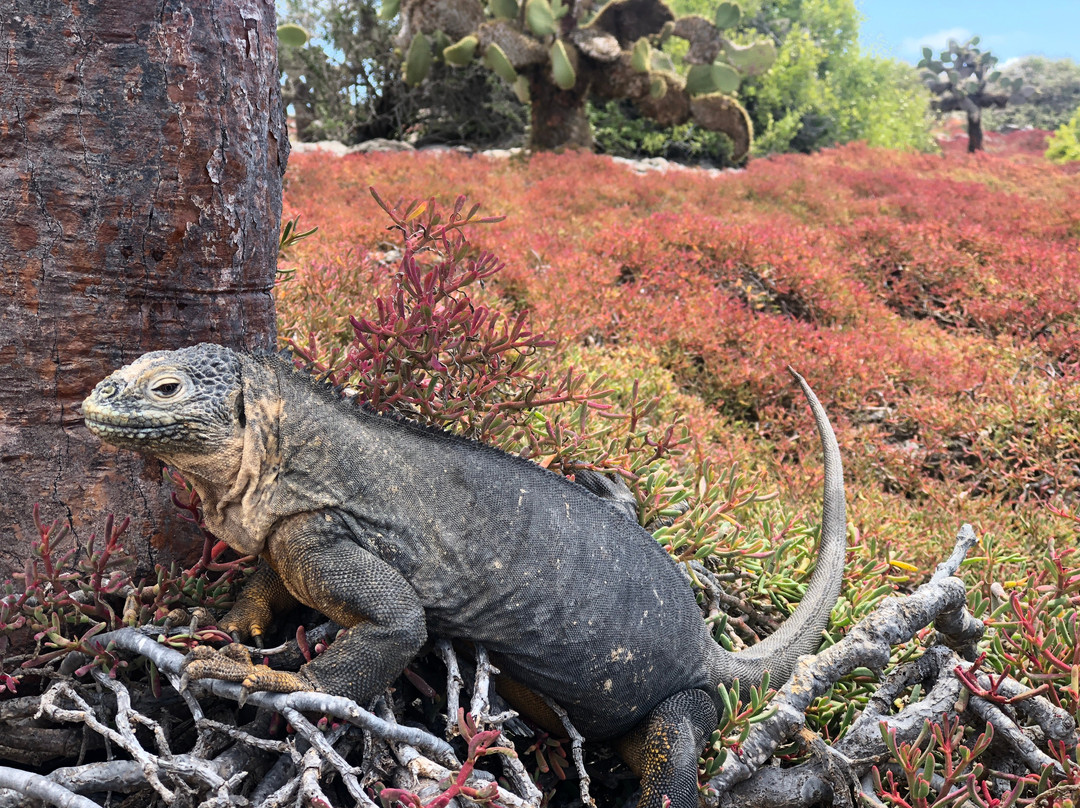 Galapagos Alternative景点图片