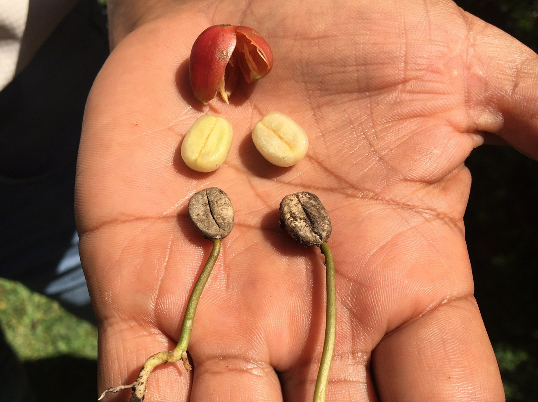 Boquete Valley Ruiz Coffee Shop-波魁特必去景点