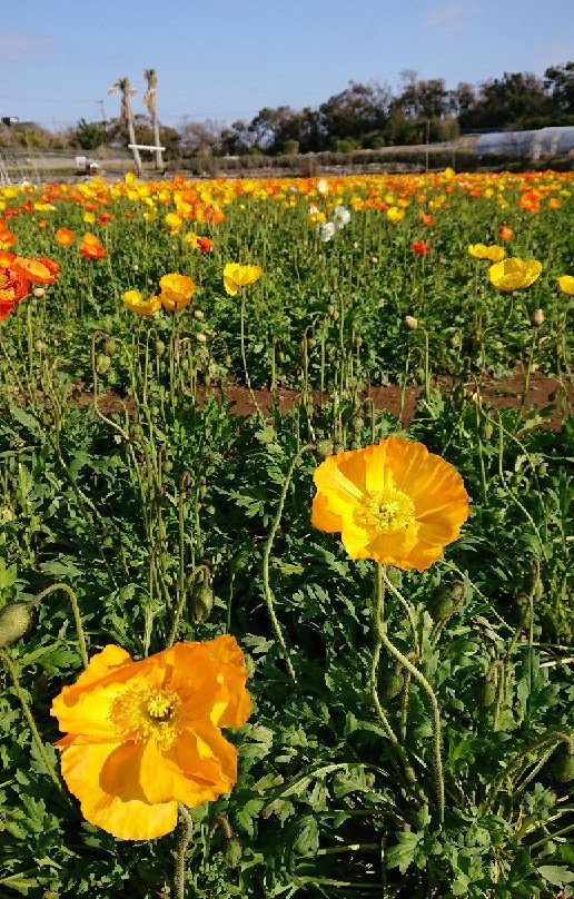 Aloha Garden Tateyama-馆山市必去景点