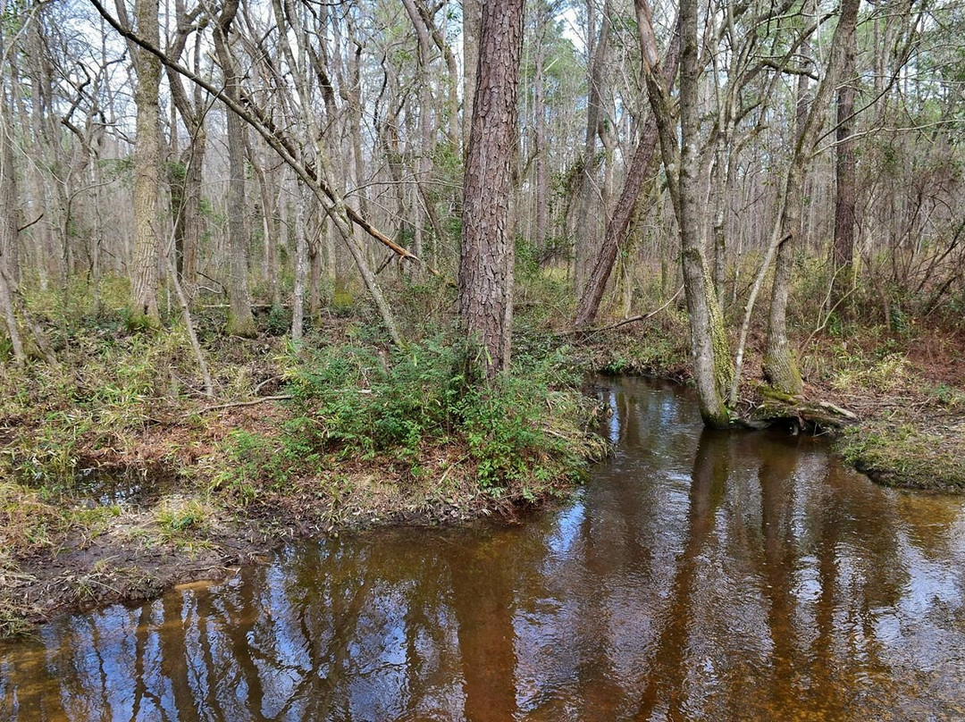 Carvers Creek State Park景点图片