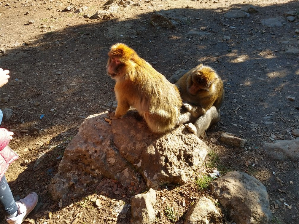 Cèdre Gouraud Forest-Azrou必去景点