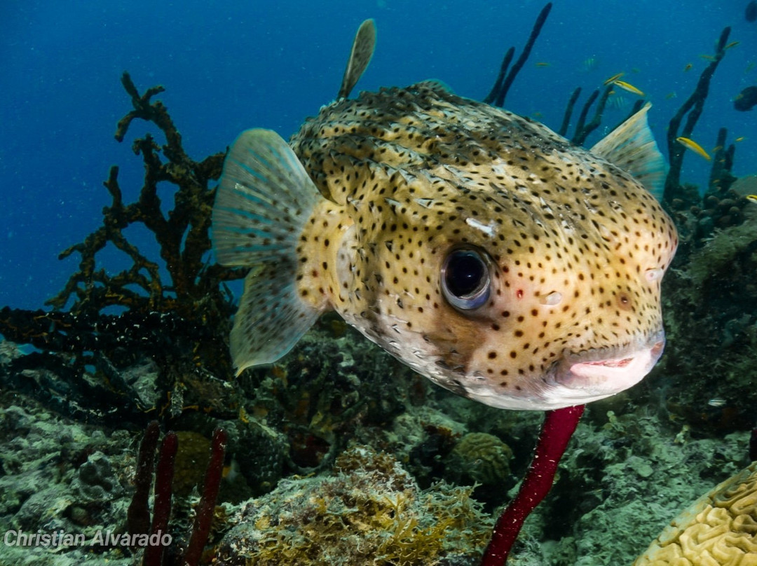 Global Dr Tours-巴瓦罗必去景点