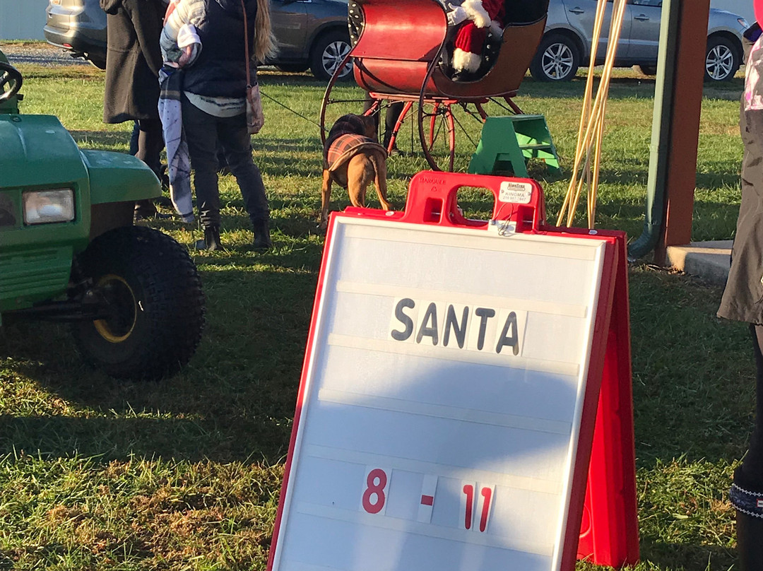 Pine Valley Christmas Trees-埃尔克顿必去景点