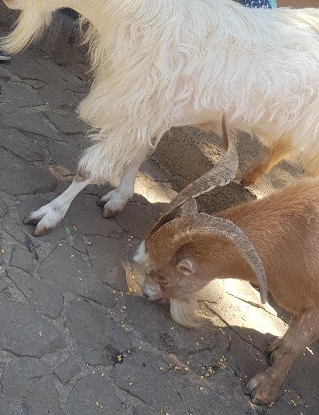 特丽巴酒店主图