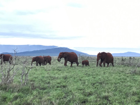 Ogutu Safari-马林地必去景点