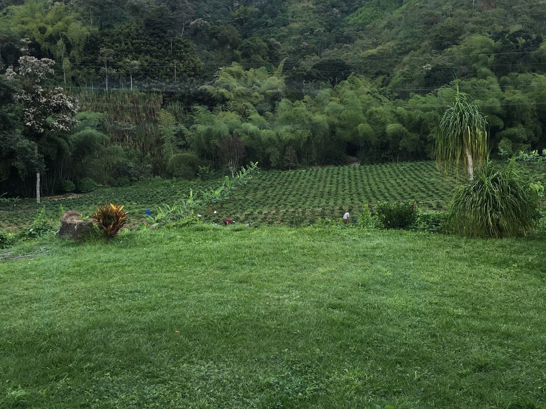 Hacienda Venecia Coffee Farm主图