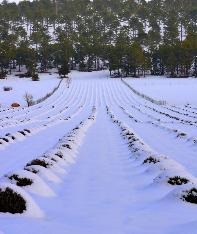 Gundogar Lavanta Bahceleri-Acipayam必去景点