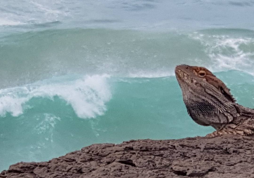 Fingal Beach-Fingal Head必去景点