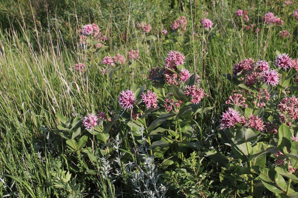 Bear Paw Battlefield-Chinook必去景点