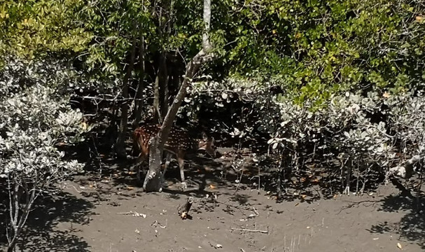 孙德尔本斯国家公园-西孟加拉邦必去景点