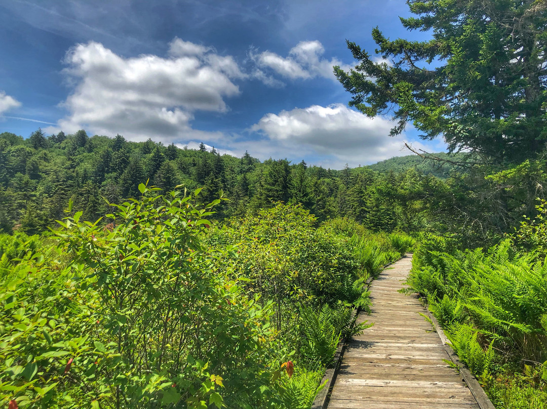 Cranberry Glades Botanical Area景点图片