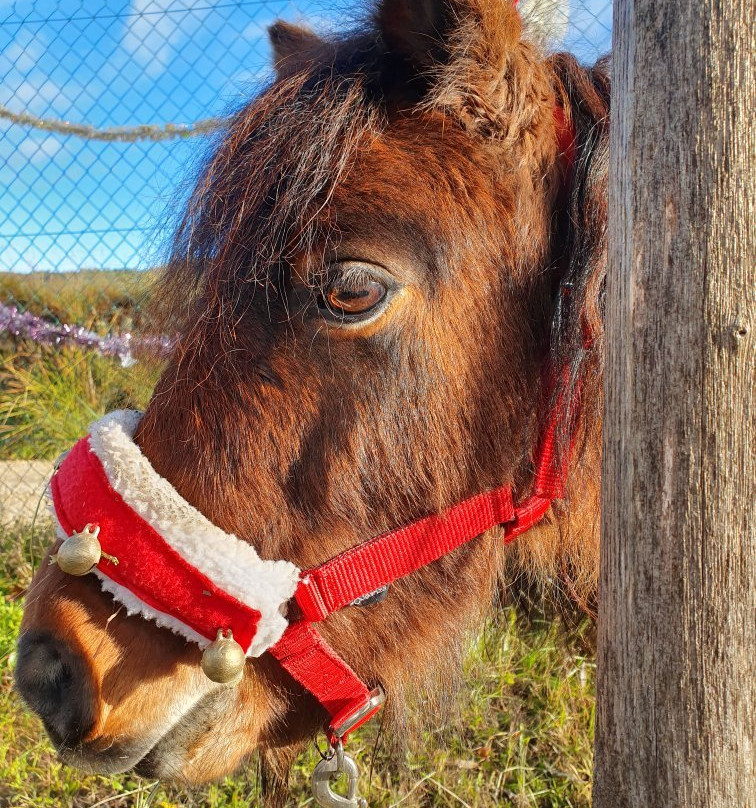 Les Poneys de Provence景点图片