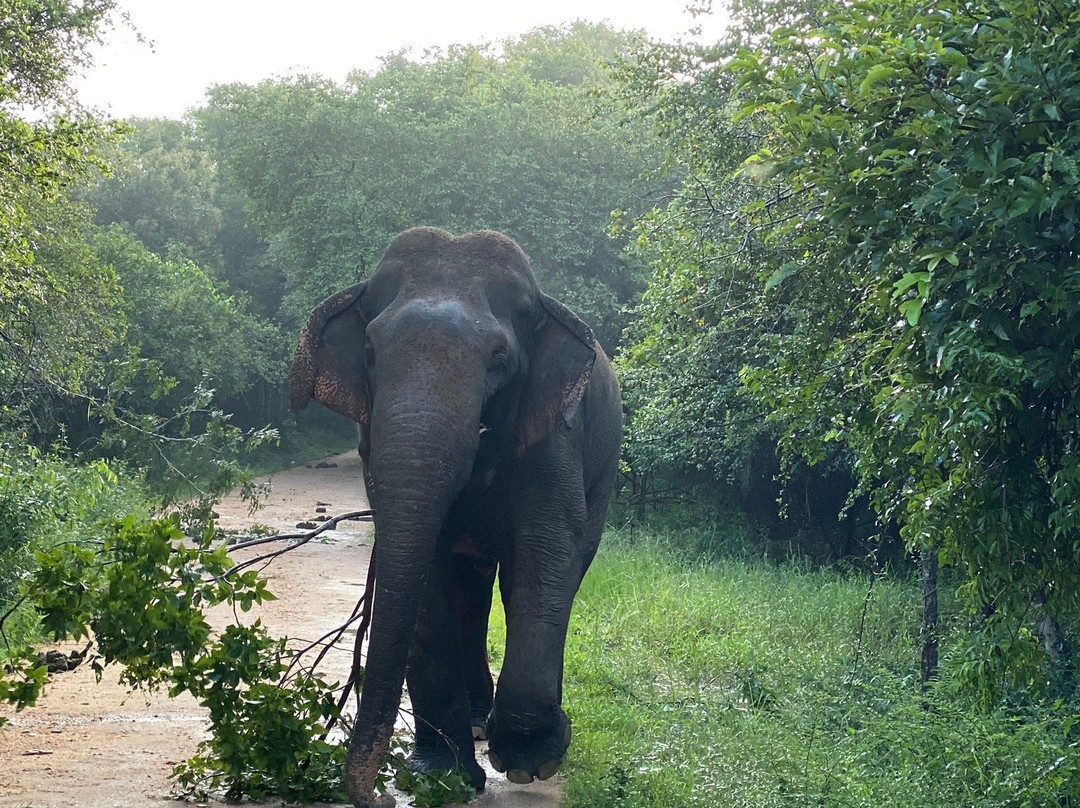 Hotel Elephant Border主图