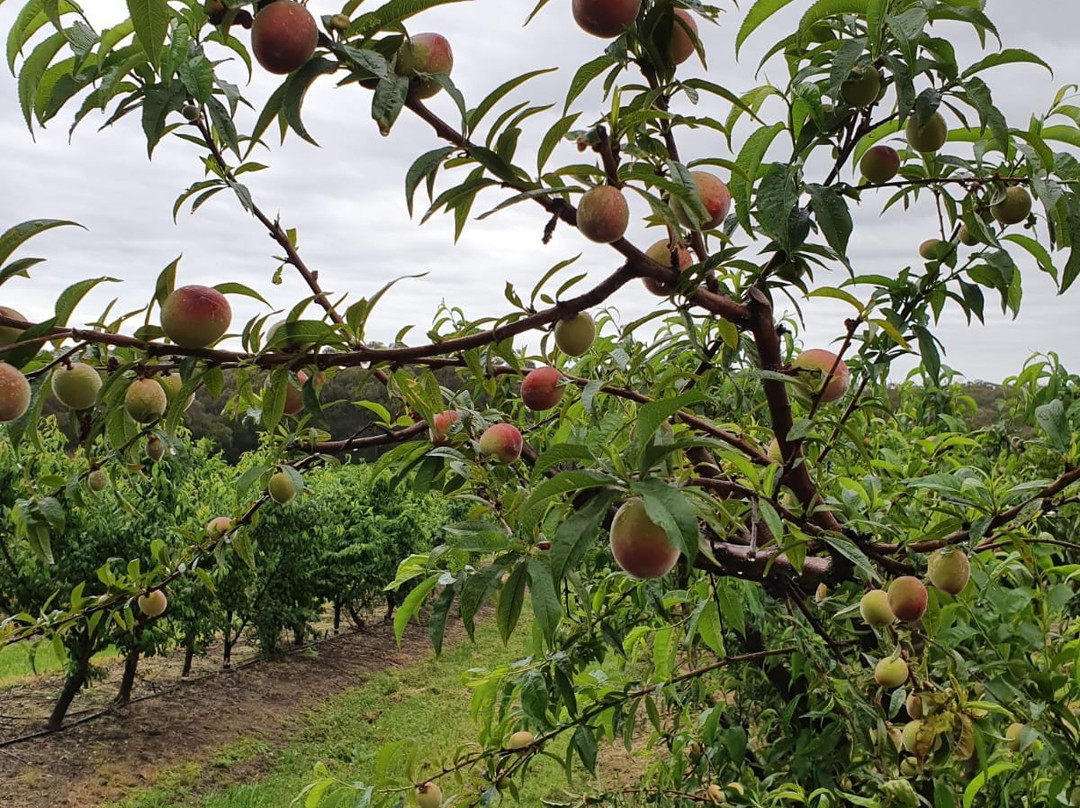 Rayner's Orchard景点图片