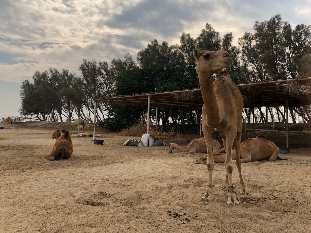 Visit Bahrain-麦纳麦必去景点