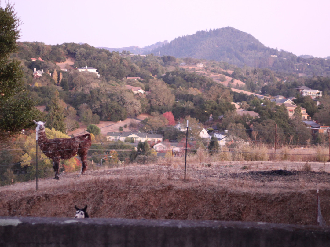 Bella Villa Messina Wine Country Inn主图