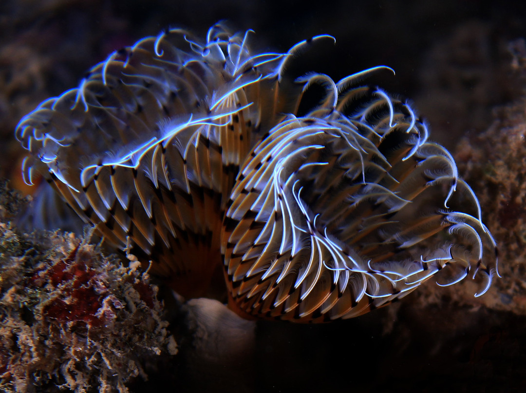 Le Tegnue: I Reef dell'Adriatico