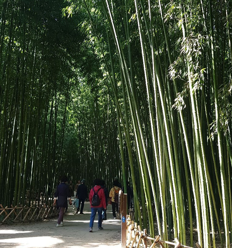 Taehwa River Seepri Bamboo Grove-蔚山必去景点