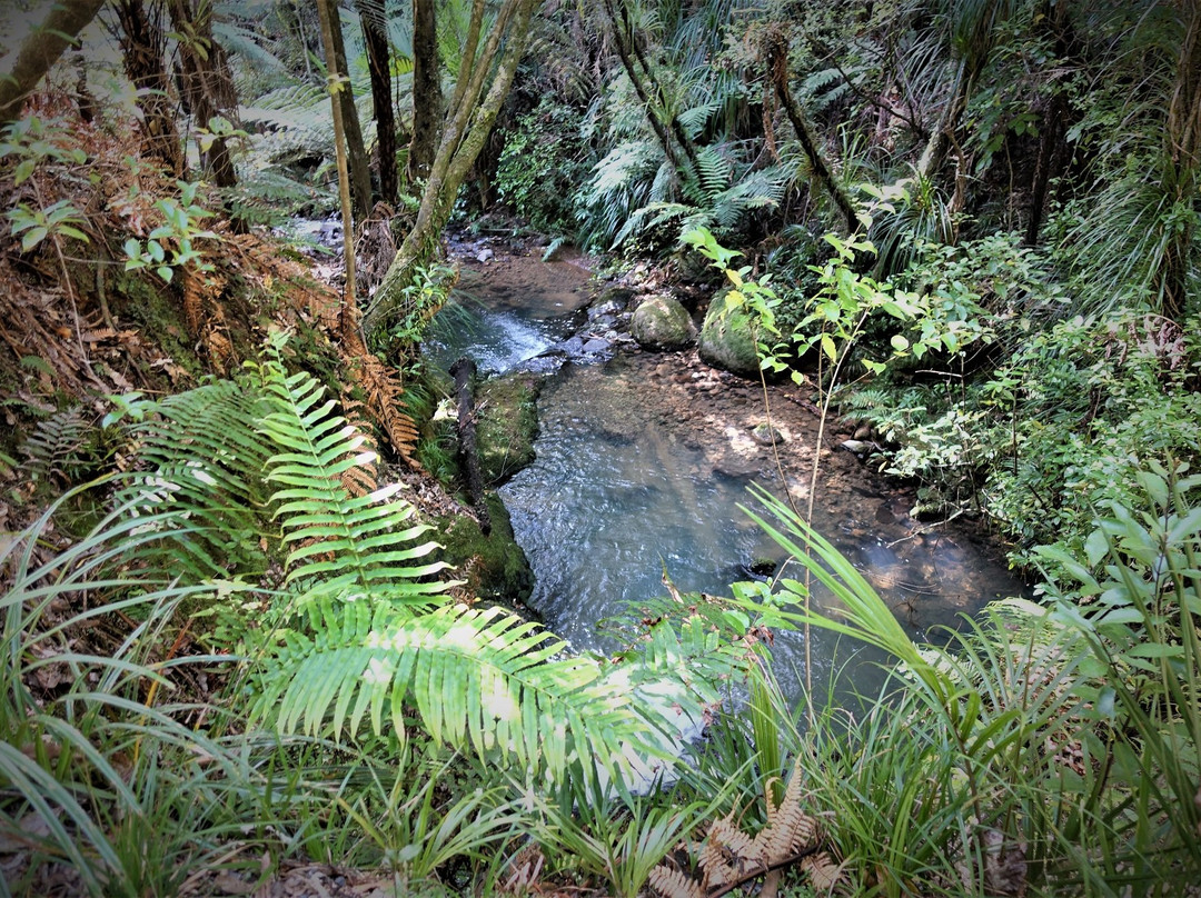 Waiau Kauri Grove景点图片