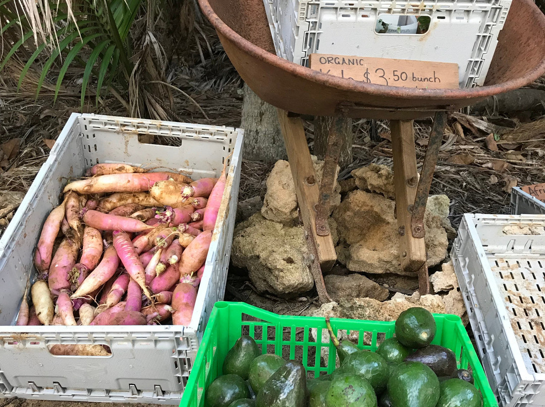 Thornleigh Farm-豪勋爵群岛必去景点