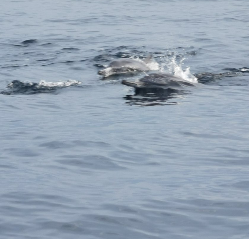Blue Water Dolphin Tours Pulau Weh-韦岛必去景点