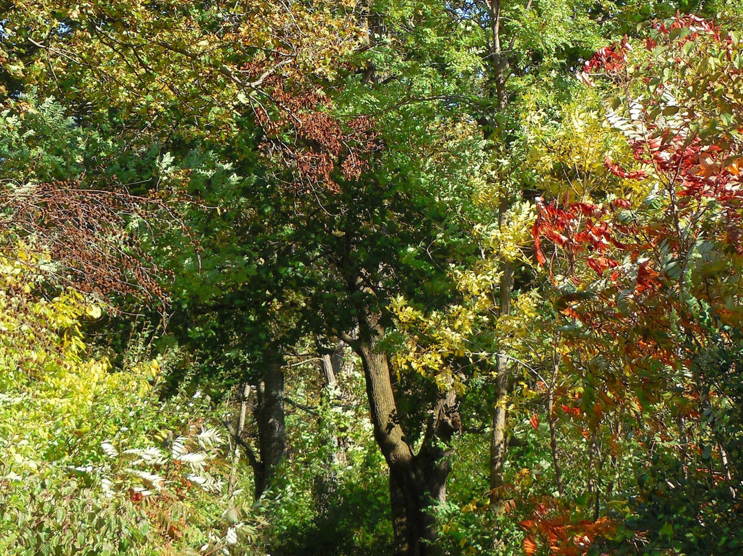 Dufferin Islands Park-尼亚加拉大瀑布必去景点