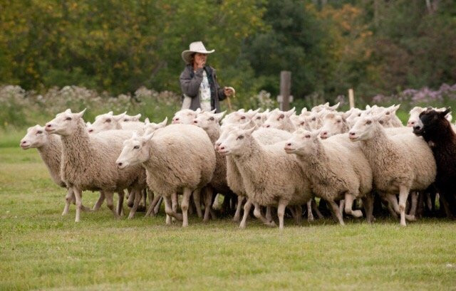 Visit the Sheep in Fort Saskatchewan景点图片