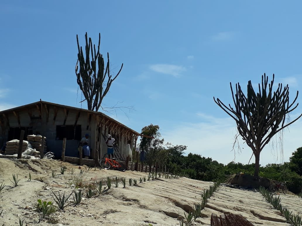 Agave Fields-瓦图尔科必去景点