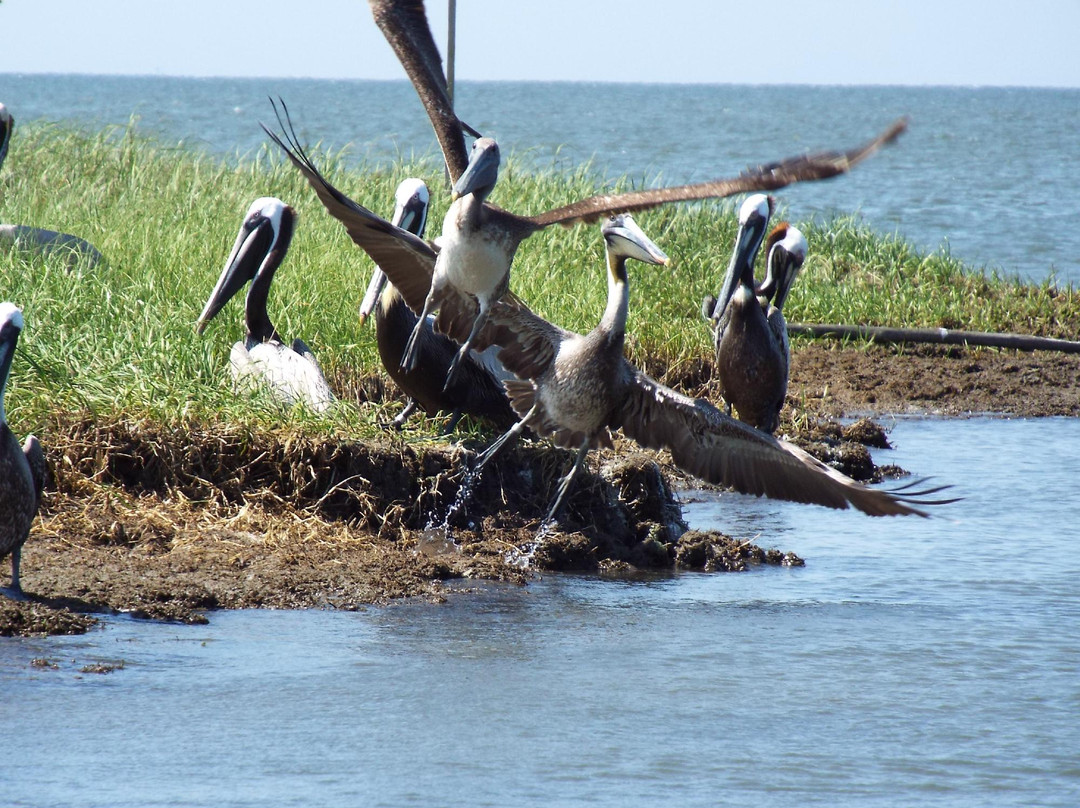 Portsmouth Island Boat Tour-Ocracoke必去景点