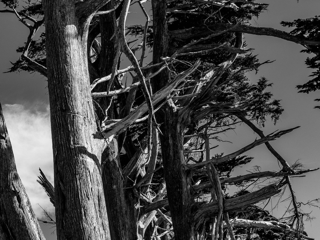 Tule Elk Preserve-Point Reyes National Seashore必去景点