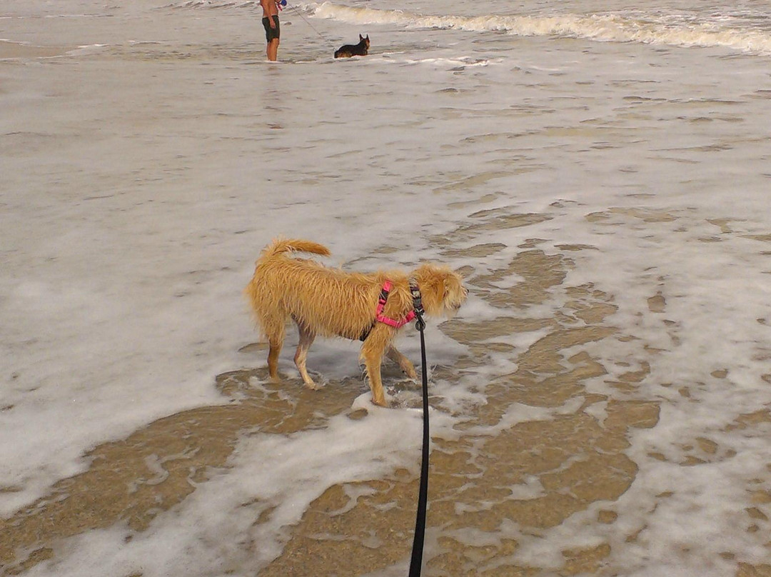 Canova Beach Dog Park景点图片