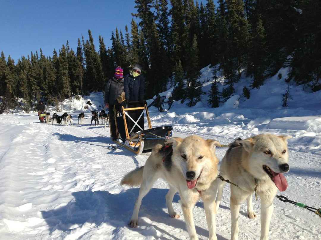 Muzzy's Place Dogsled Adventure -  Day Tours-费尔班克斯必去景点