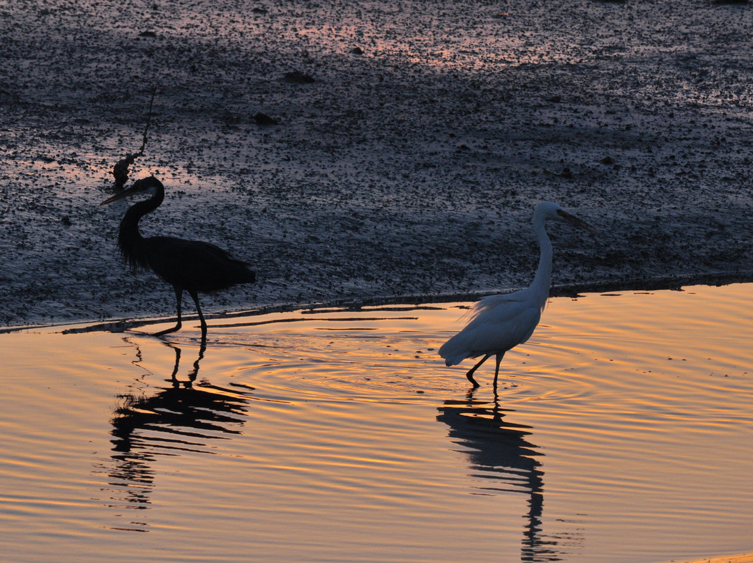 Dohat Arad Lagoon-穆哈瑞克必去景点