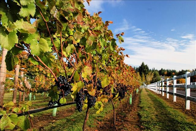 Three Brothers Vineyard and Winery景点图片