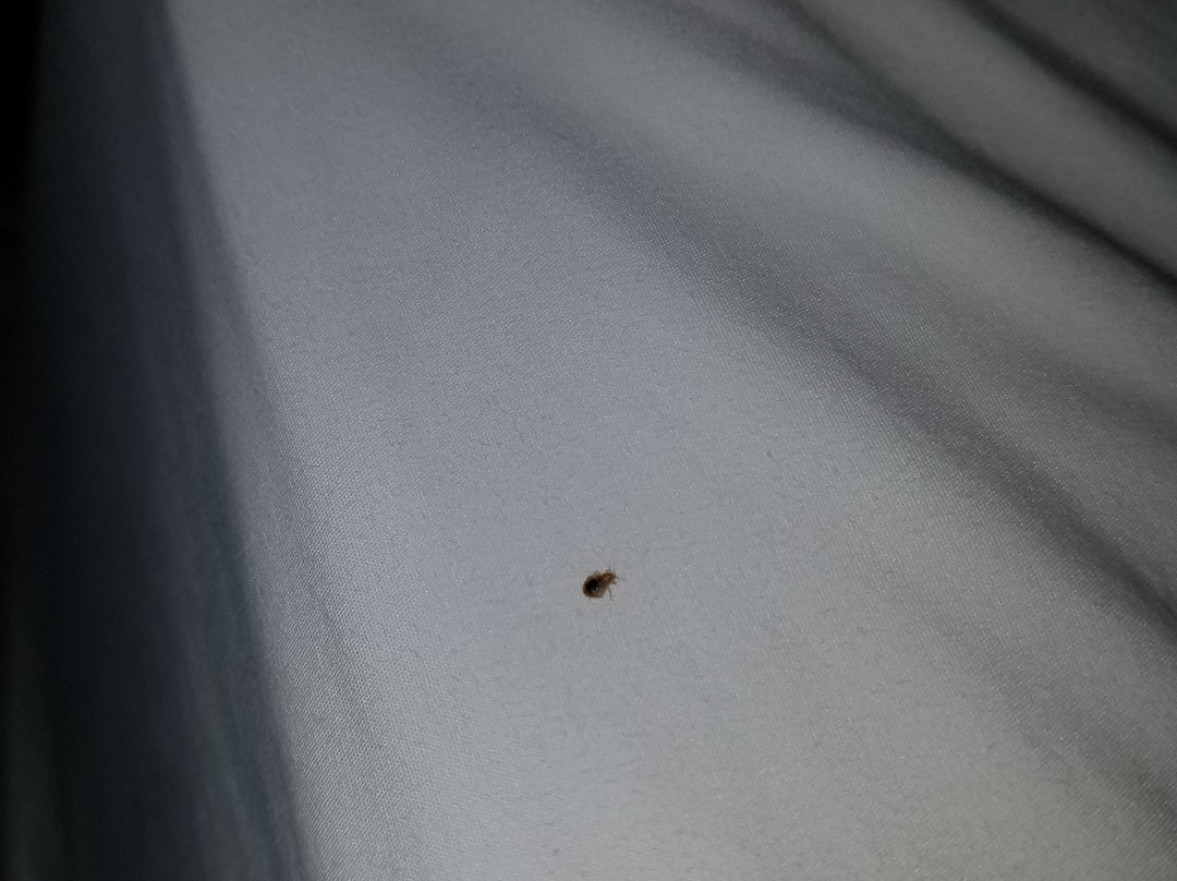 Baymont by Wyndham Decatur主图