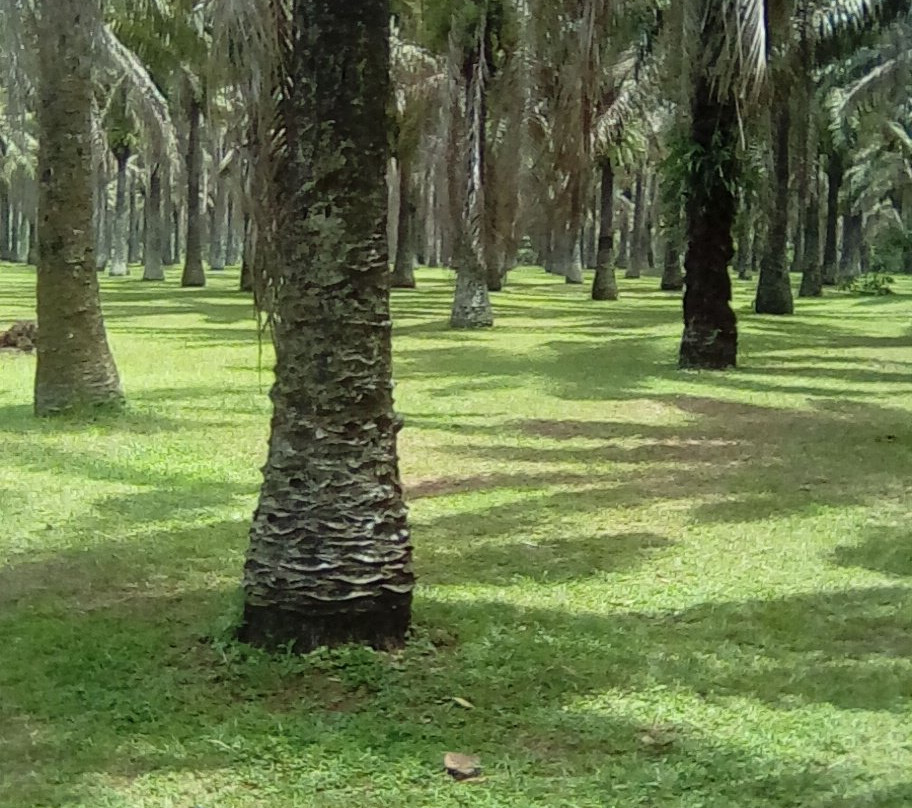 Jardin Botanique de Bingerville景点图片