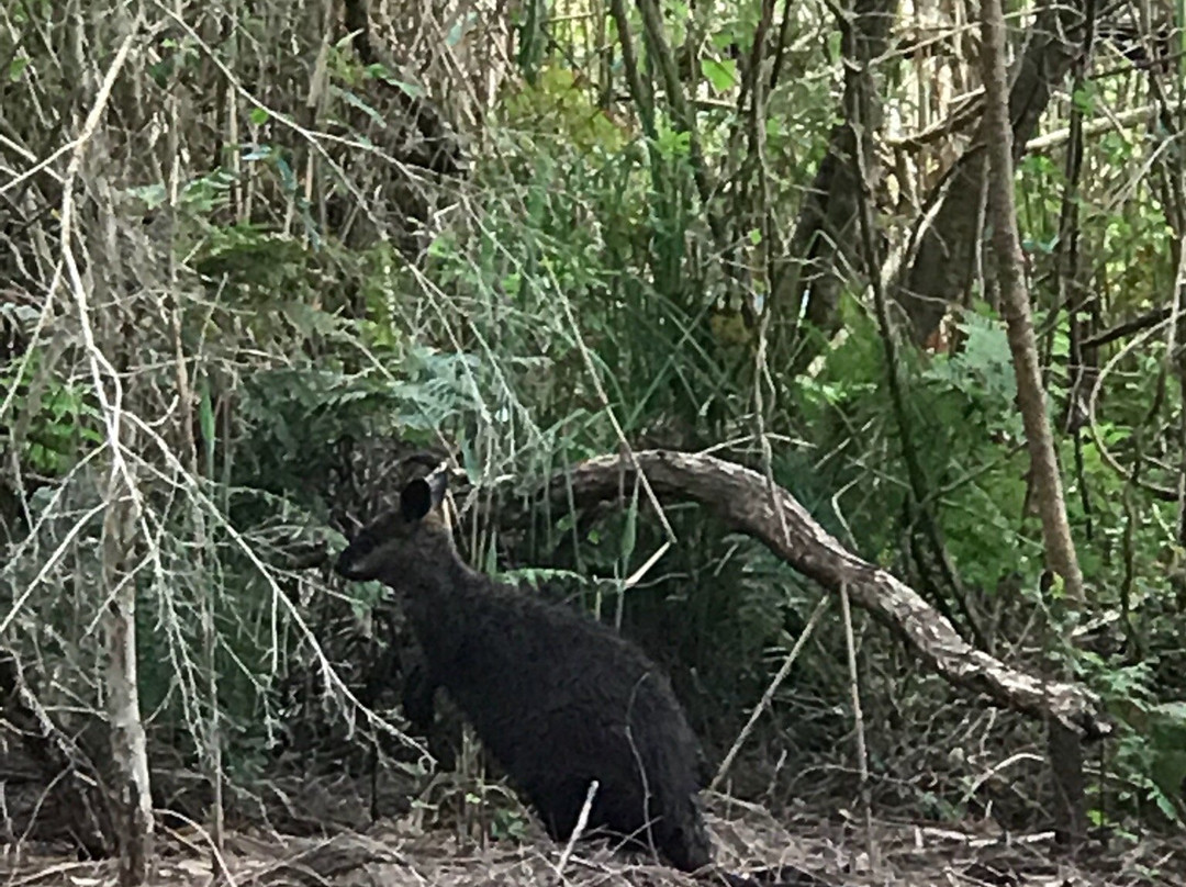 Warriewood Wetlands景点图片