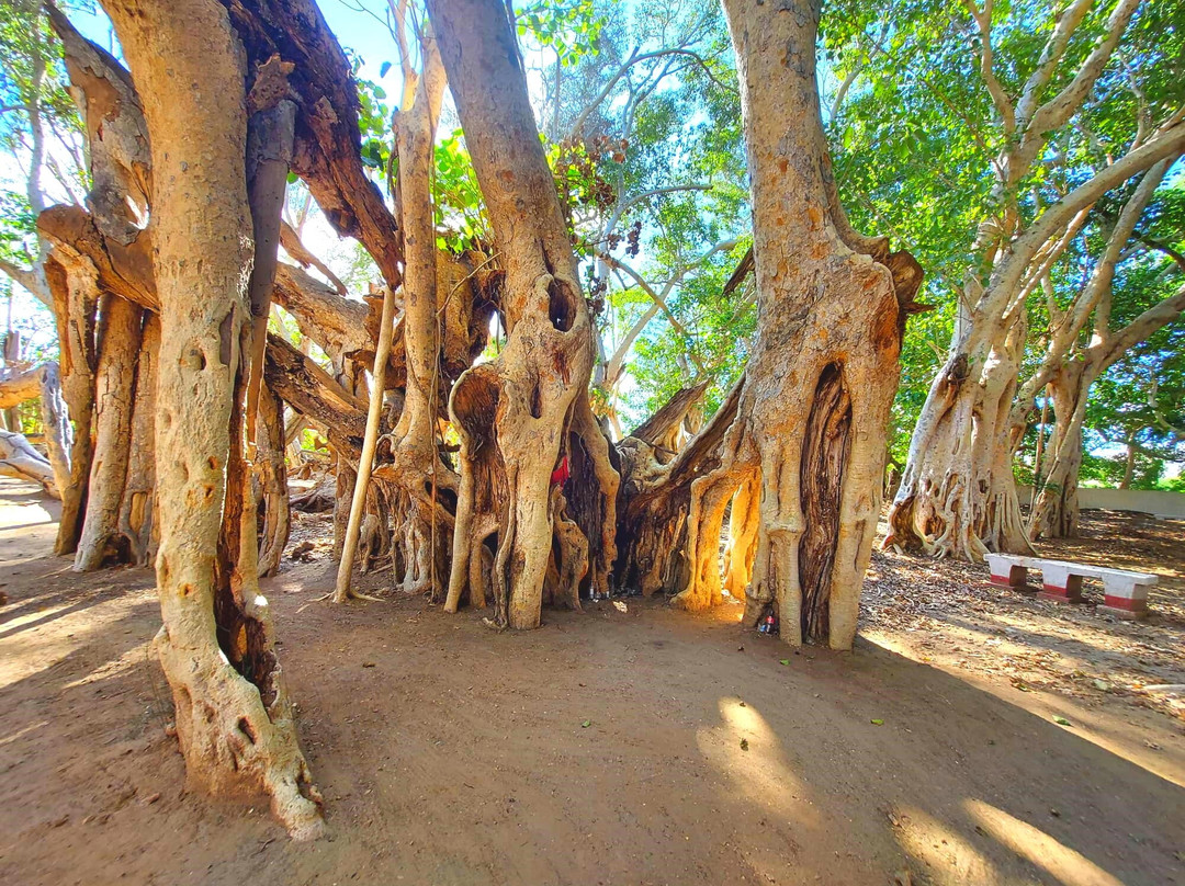 The Sacred Tree of Miary景点图片