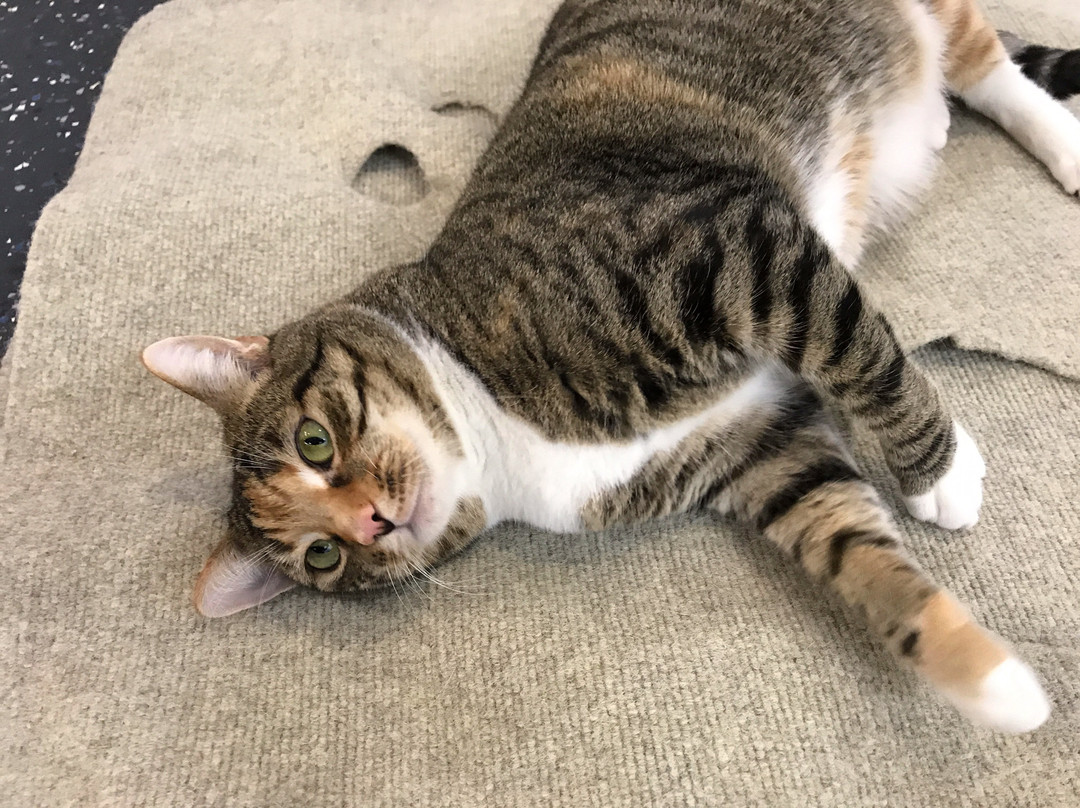 Cat Cuddle Café-布里斯班必去景点