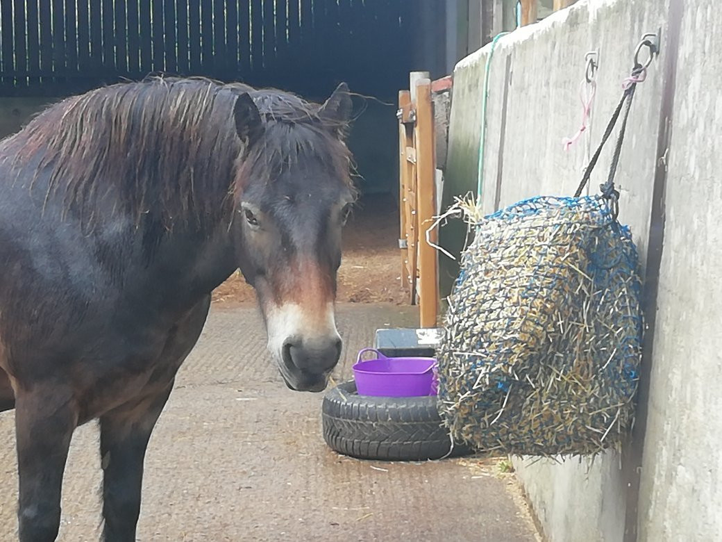 Exmoor Pony Centre景点图片