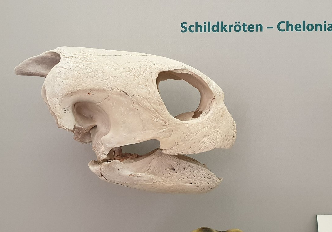 Phyletisches Museum景点图片