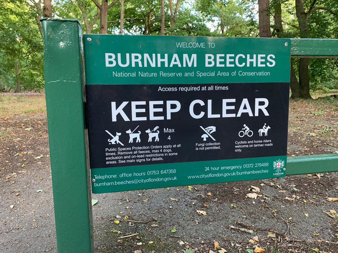 Burnham Beeches景点图片