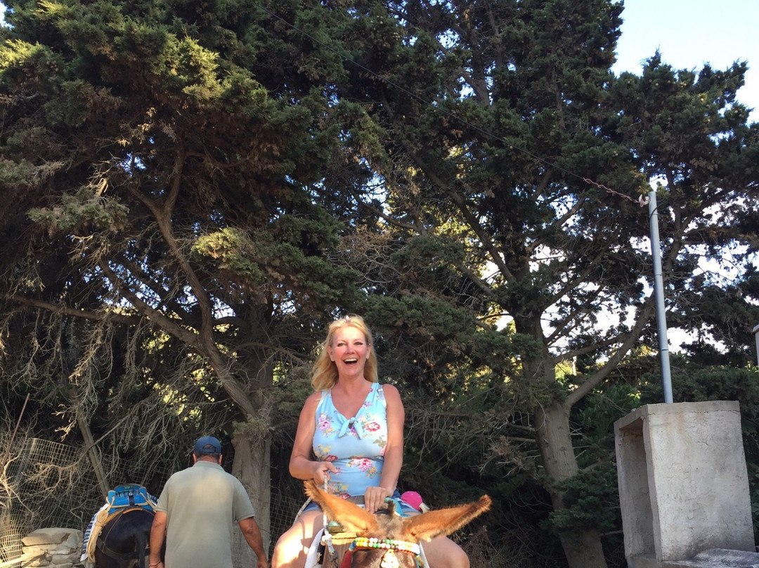 Donkey Trips on Paros-帕罗奇亚必去景点