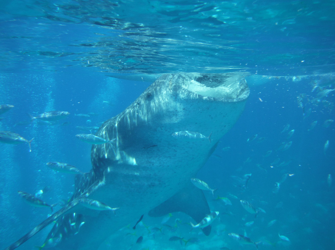 Oslob Whalesharks-奥斯洛布必去景点